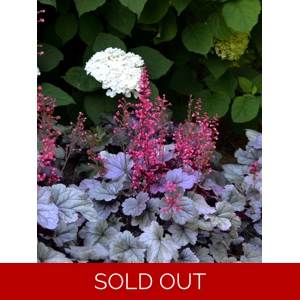 Heuchera 'Silver Gumdrop'